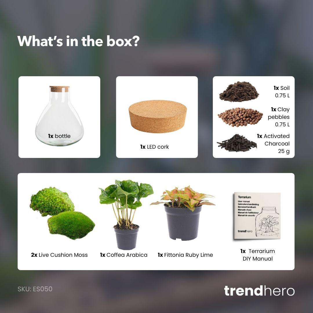 Flaschengarten - Sammie Coffea - ↕ 26 cm - ohne Werkzeug