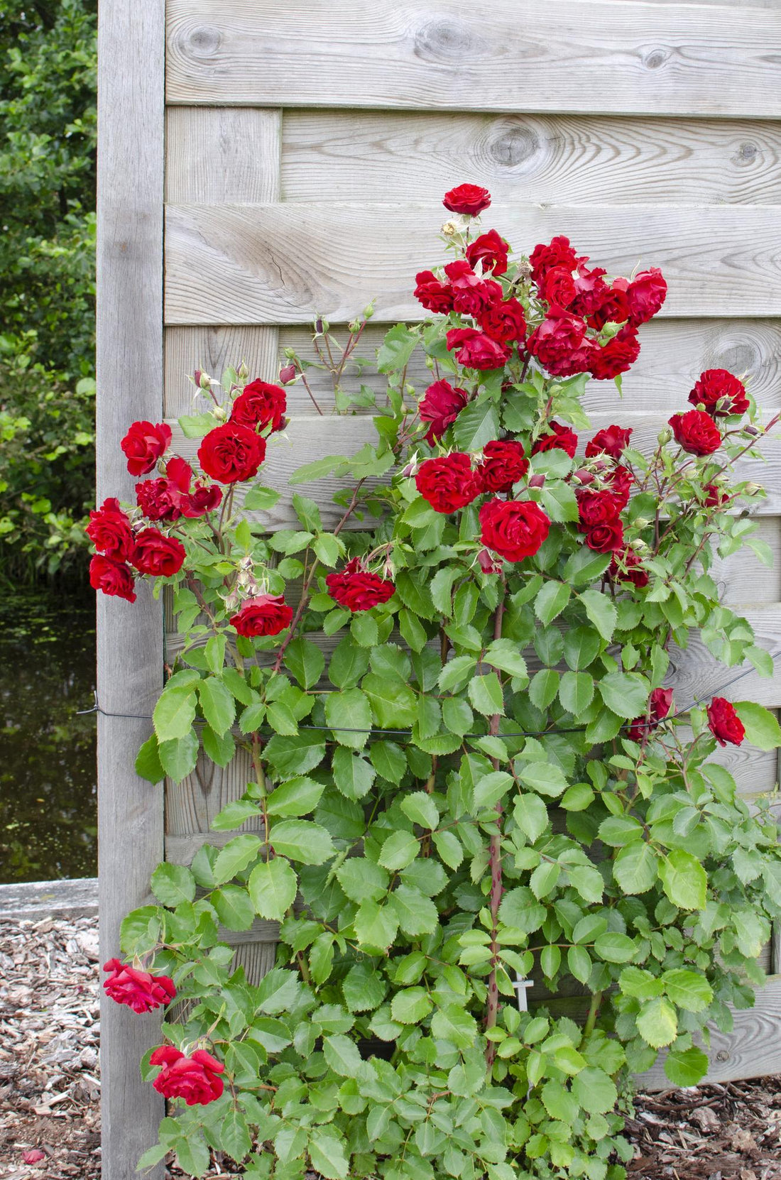 Rosa Crazy in love &