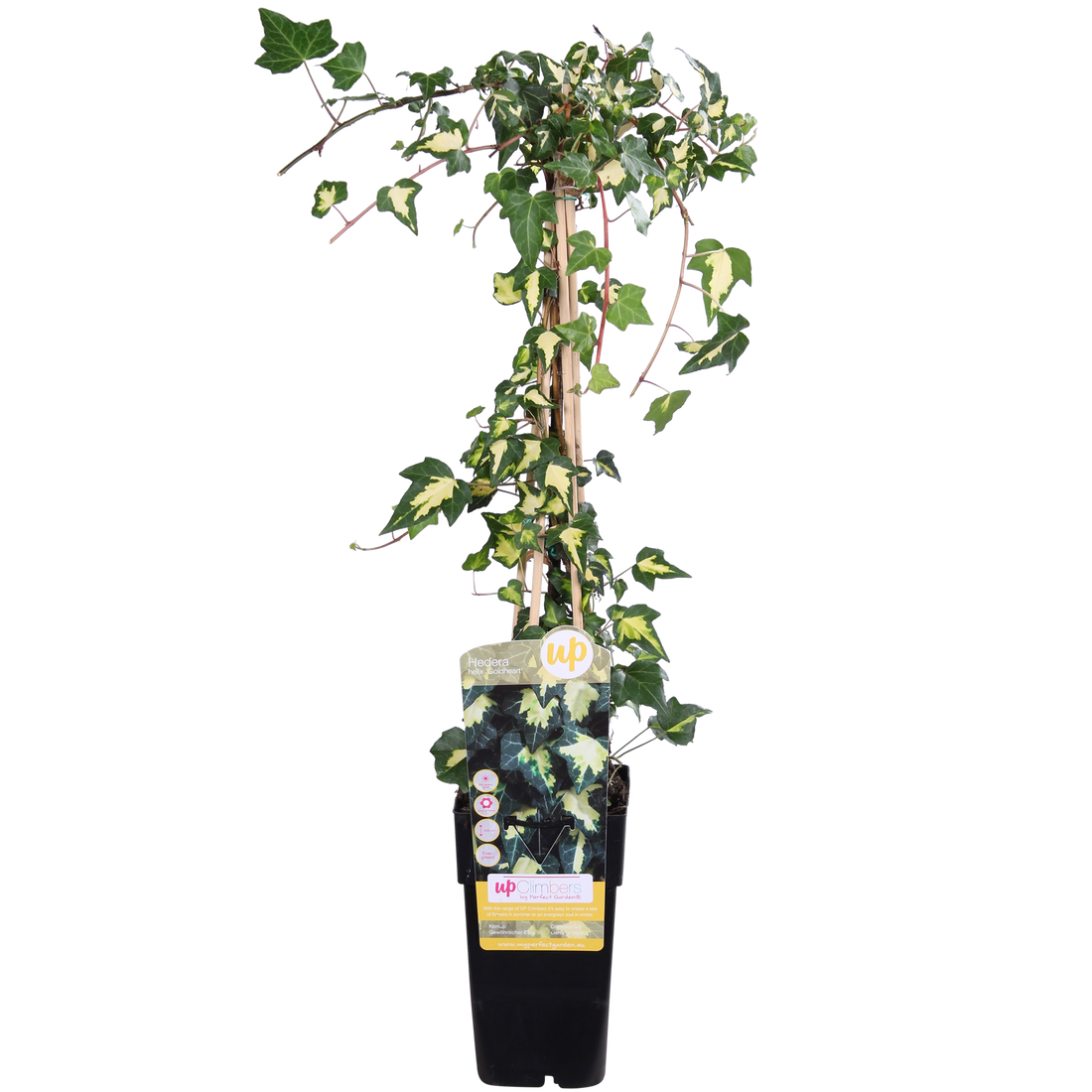 Efeu - Hedera helix &