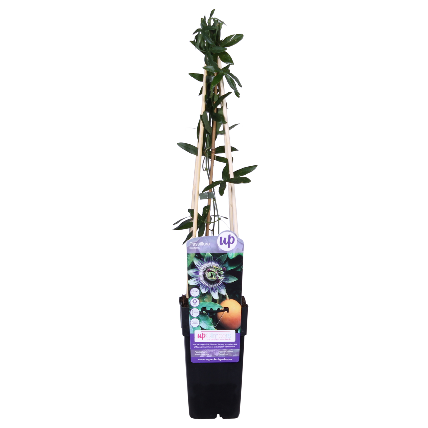 Passionsblume - Passiflora Blau caerulea - Ø15cm - ↕65cm