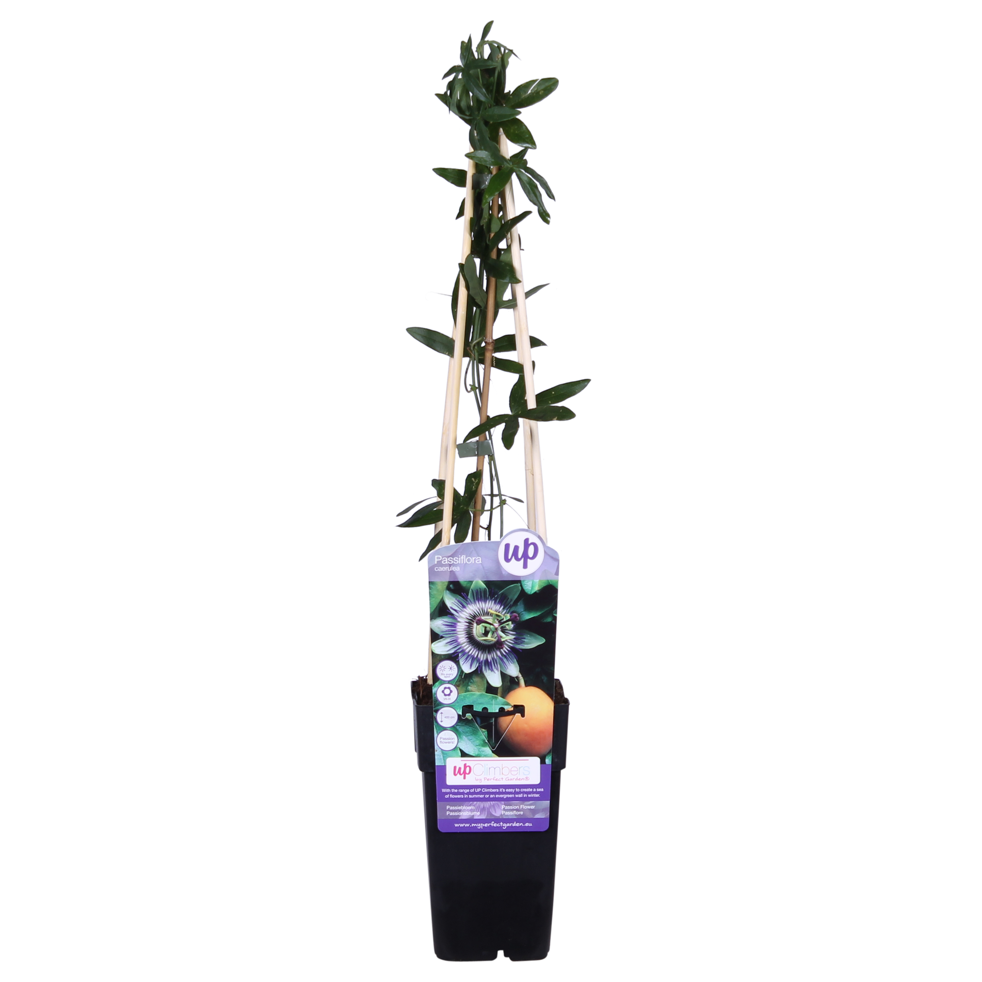 Passionsblume - Passiflora Blau caerulea - Ø15cm - ↕65cm