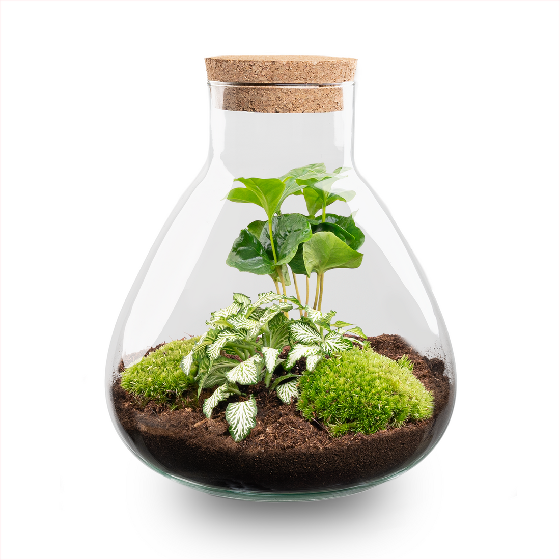 DIY terrarium – Sammie – ↕ 27 cm