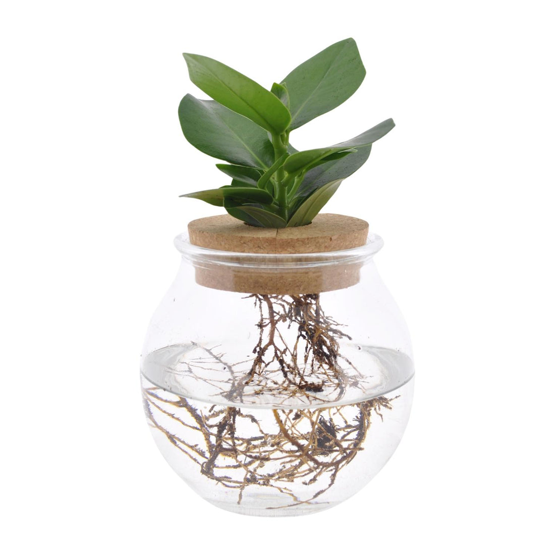Clusia In Glas + Korken - Ø12cm - ↕30cm