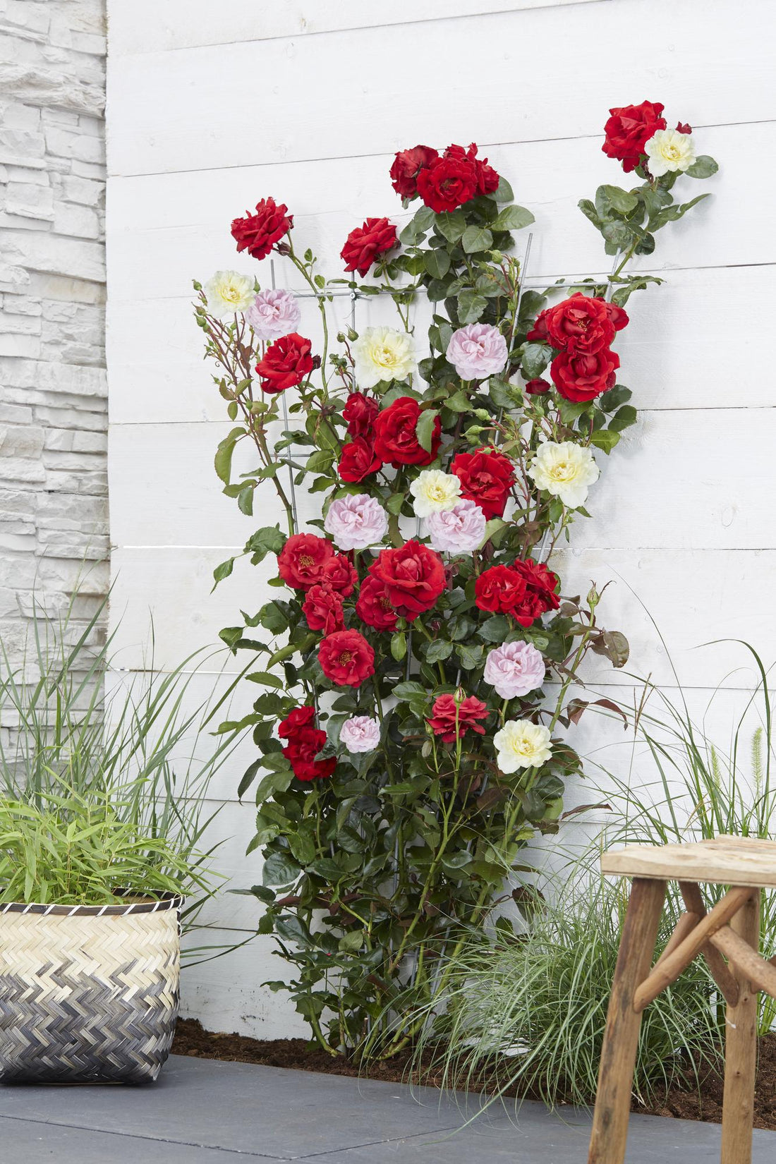 Rosa Crazy in love &