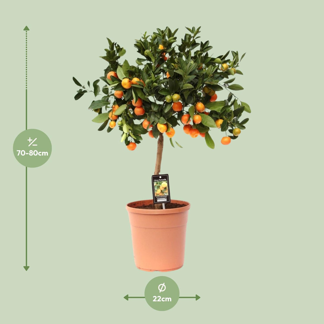 Calamondinorange - Citrus Calamondin - Ø22cm - ↕80cm