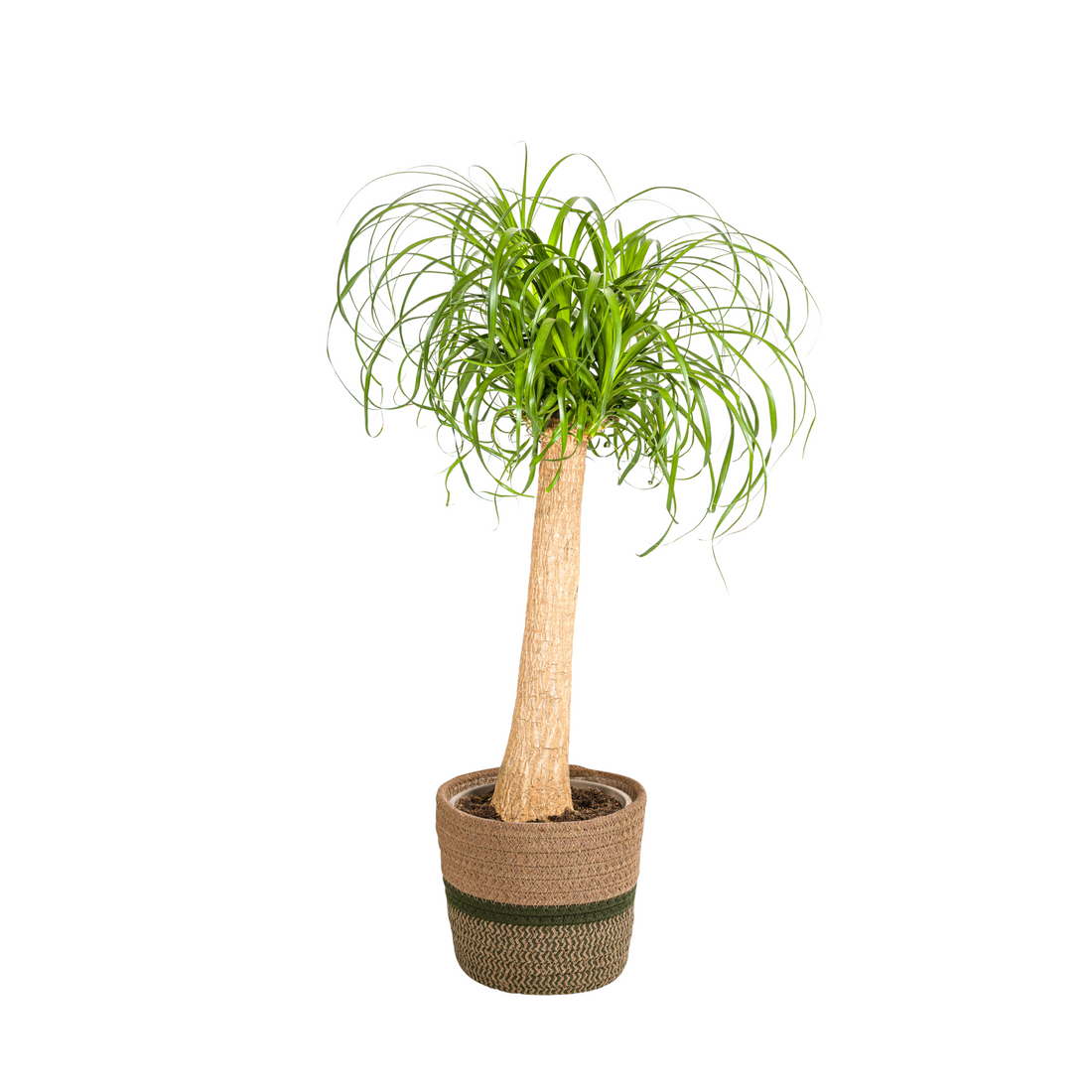 Elefantenfuß XL mit Korb - Beaucarnea Recurvata - Ø24cm - ↕80 - 100cm
