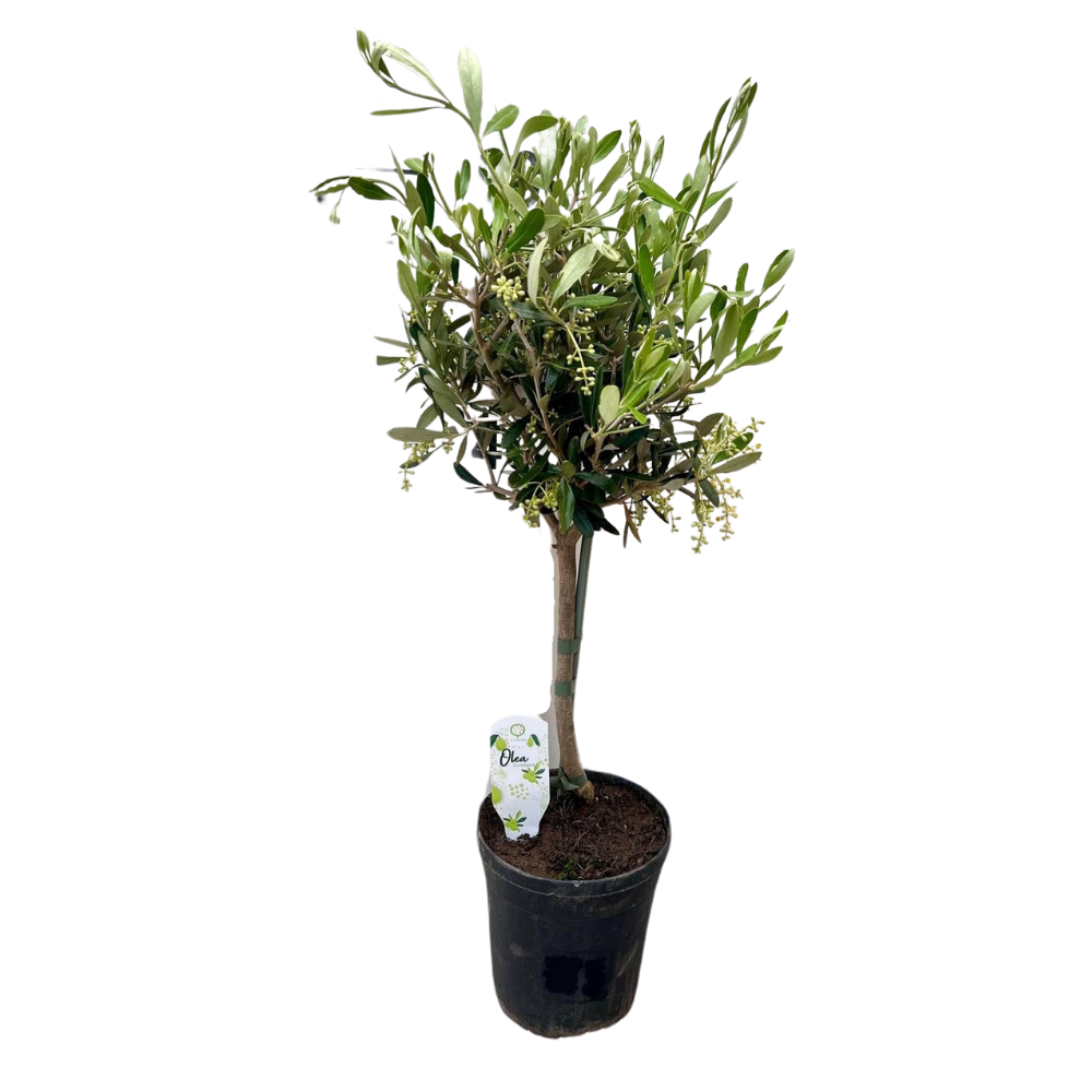 Olive - Ø15cm - ↕60cm