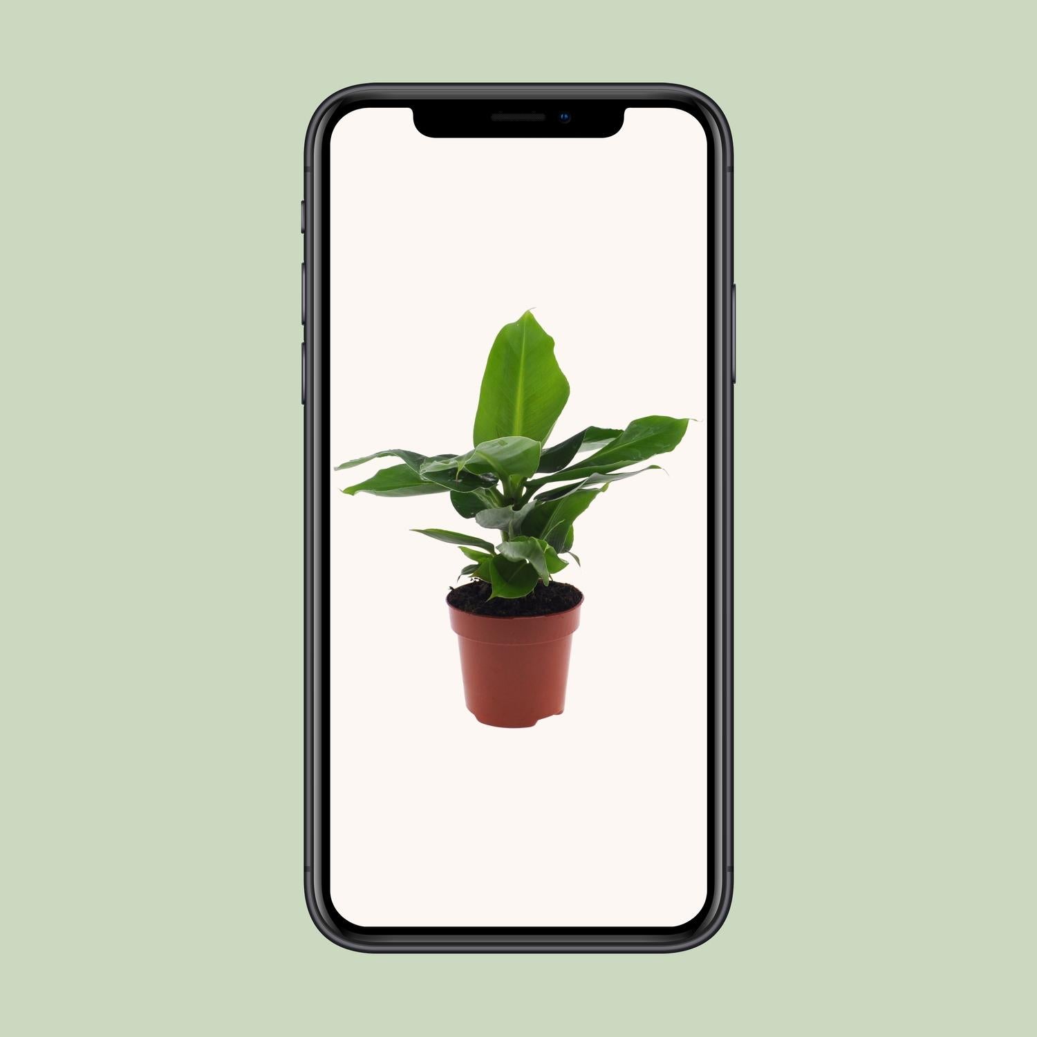 Musa Oriental Dwar - Ø12cm - ↕25cm