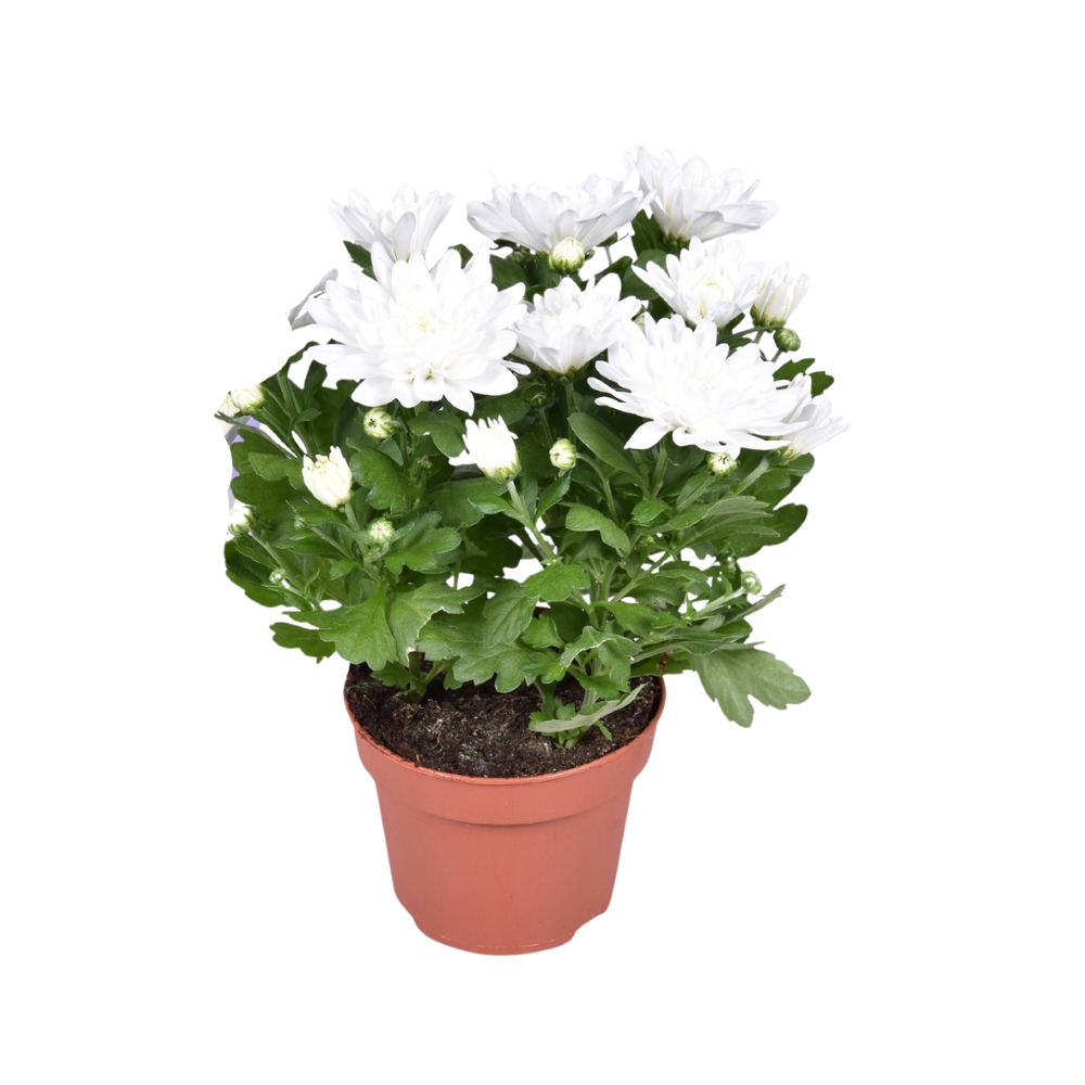 Zier-Chrysantheme - Chrysant Brave - Ø12cm - ↕26cm