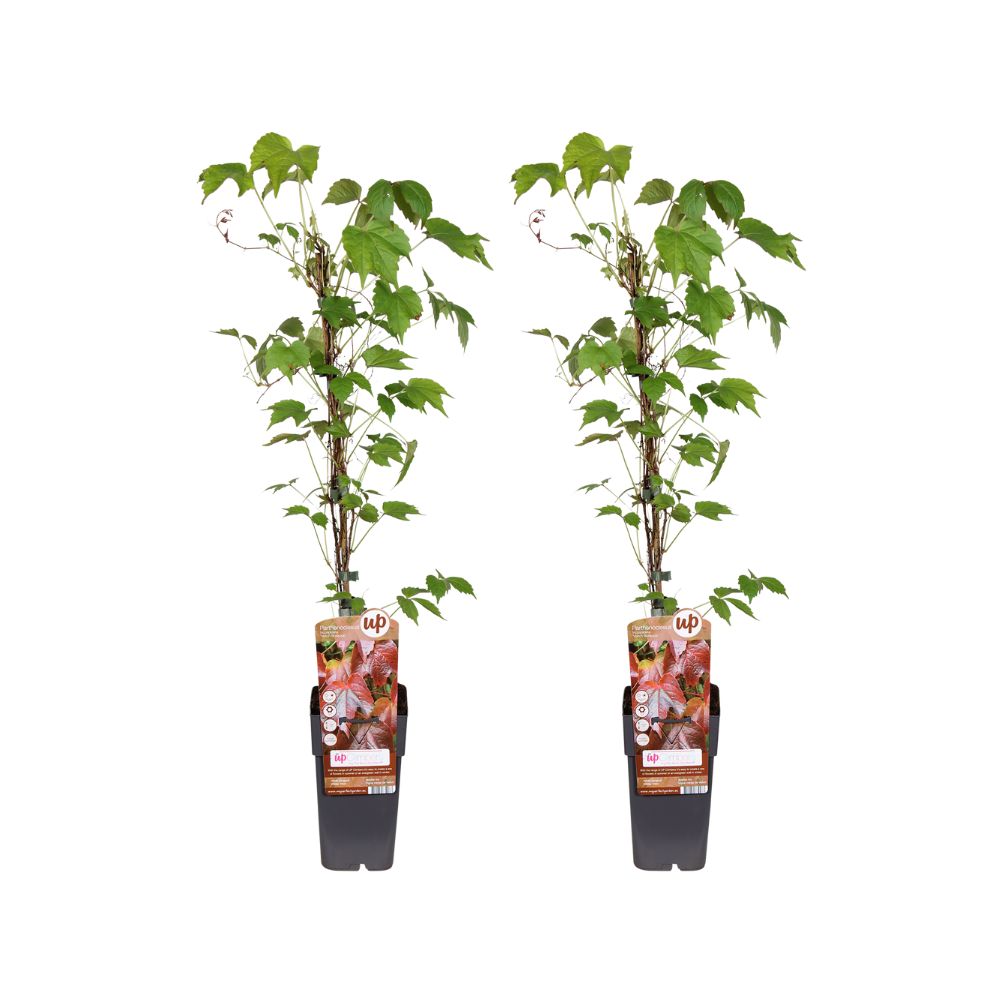 Dreispitzige Jungfernrebe - Parthenocissus Tricuspidata Veitch Boskoop&