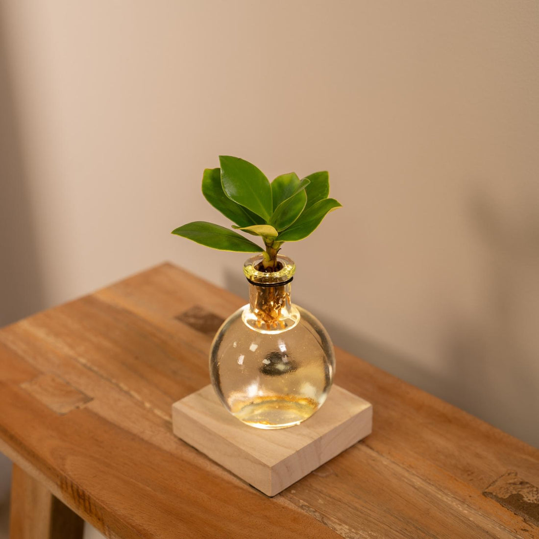 Clusia In Samoa Glas + LED - Ø4cm - ↕10cm