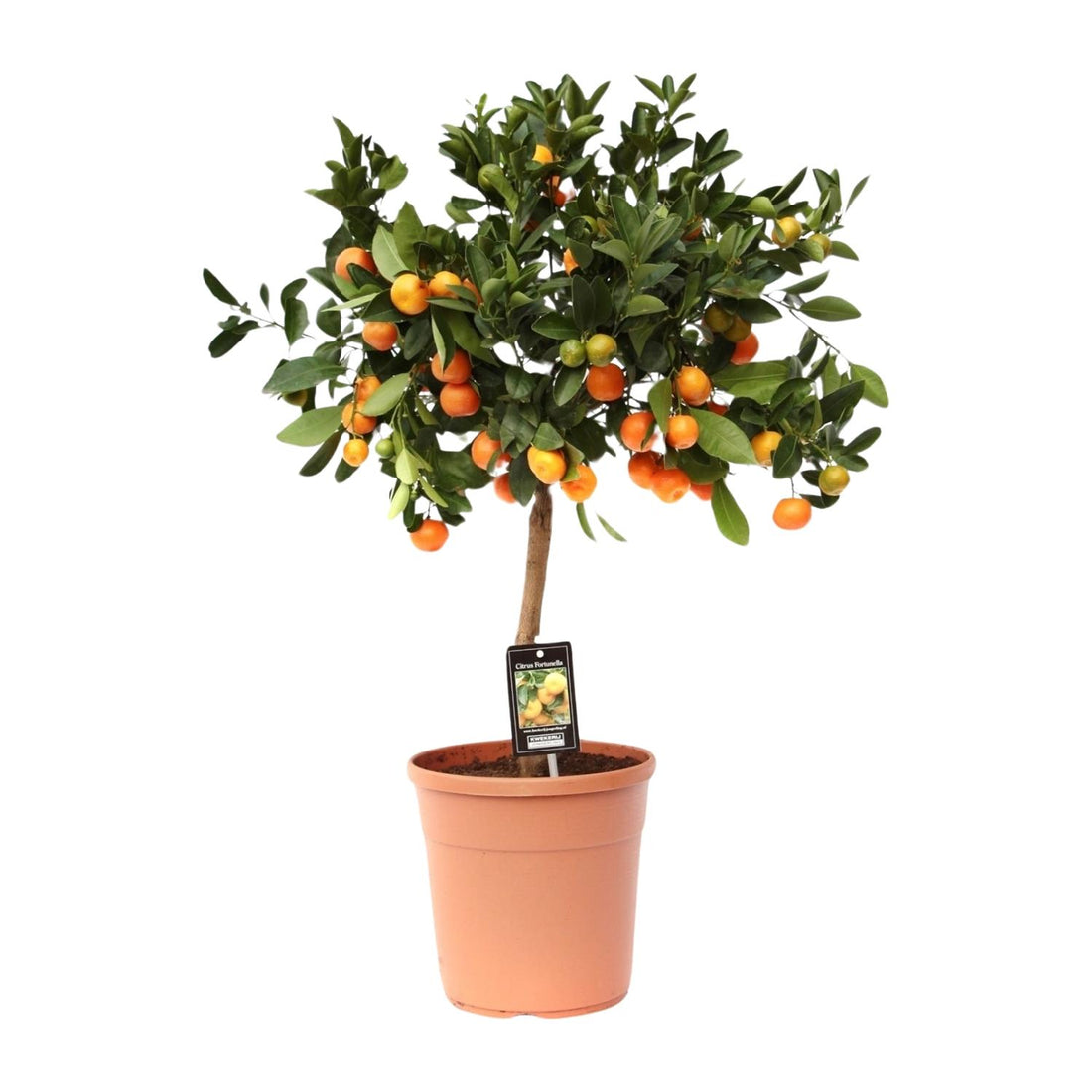 Calamondinorange - Citrus Calamondin - Ø22cm - ↕80cm