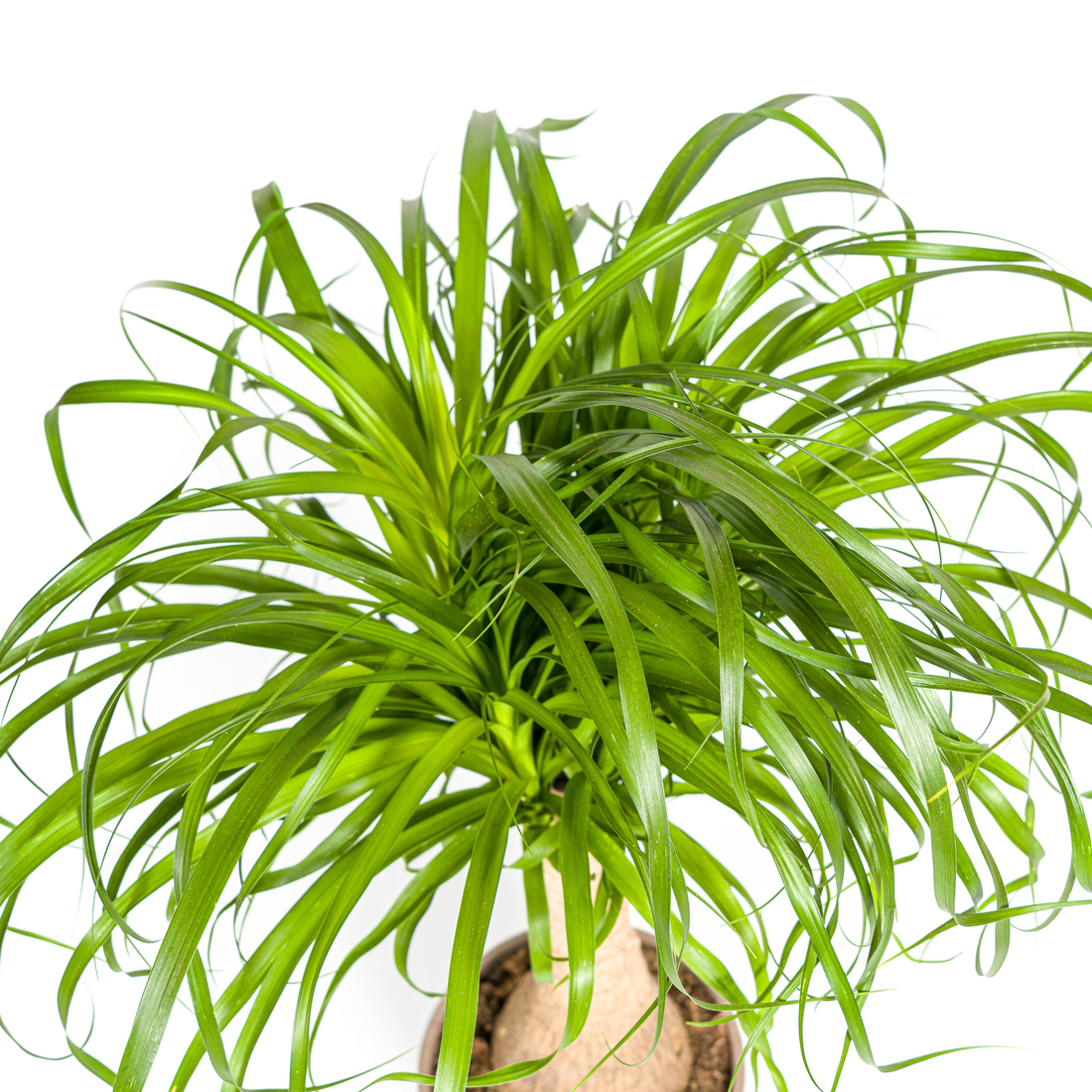 Elefantenfuß mit Korb - Beaucarnea Recurvata Stamm - Ø21cm - ↕60 - 80cm