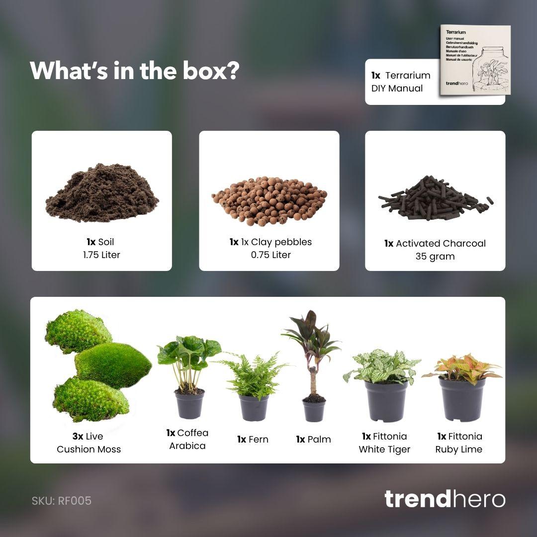 Planten terrarium navulling &amp; startpakket - Jungle