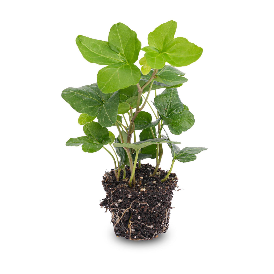 Hedera helix - Ø 6 cm - Houseplant &amp; Terrarium plant
