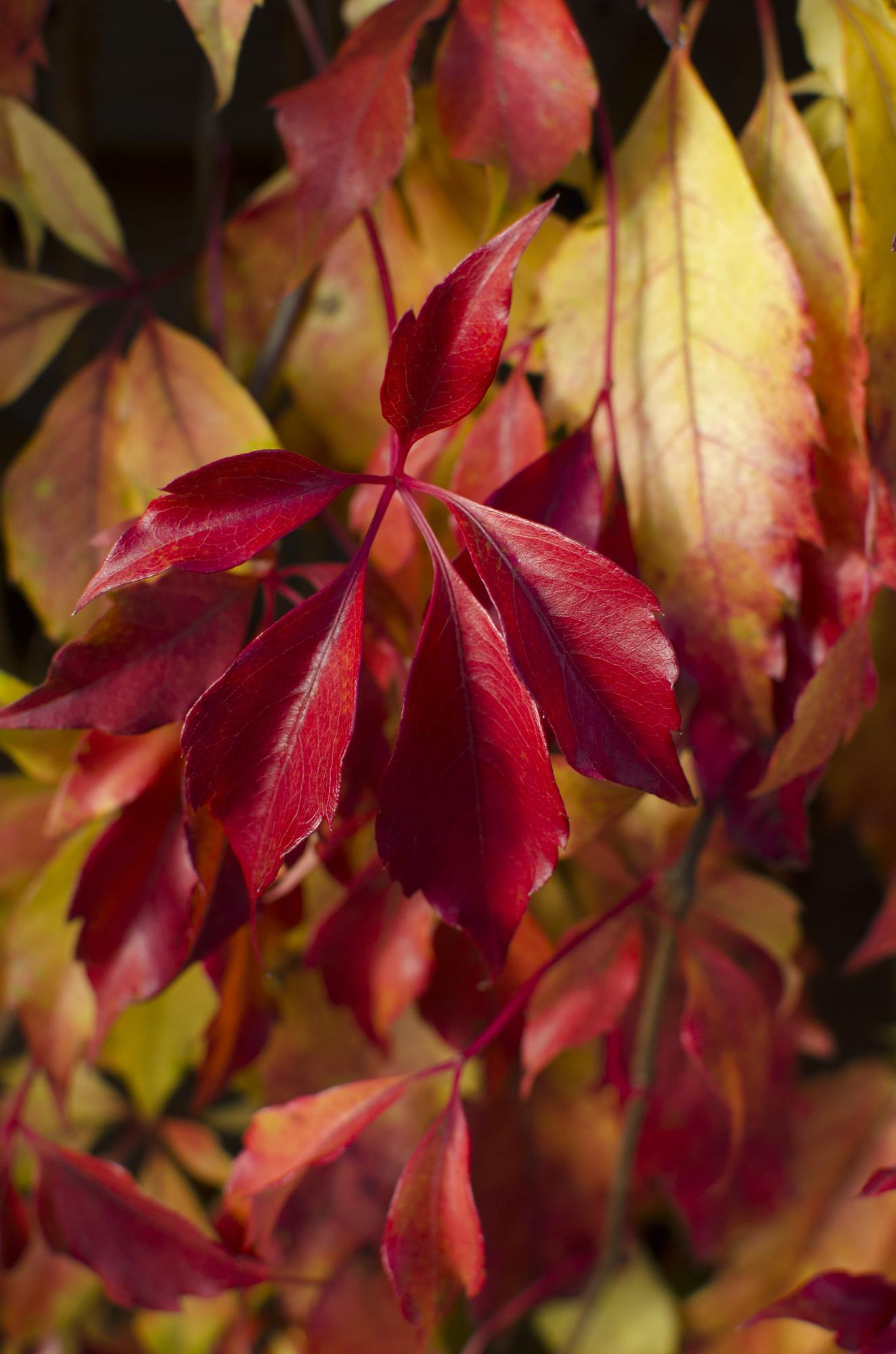 Jungfernrebe - Parthenocissus henryana - Ø15cm - ↕65cm