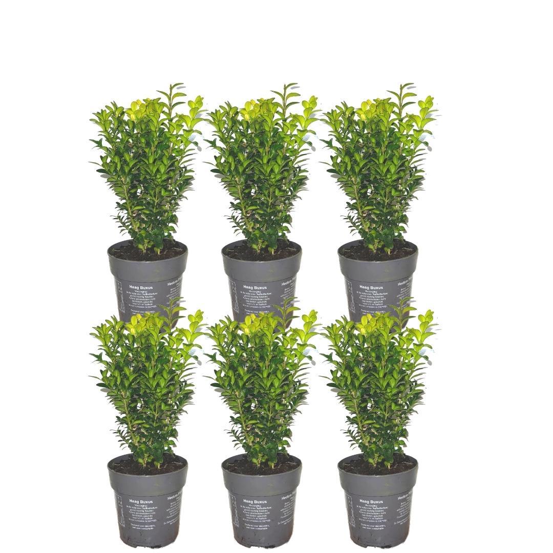 Buchsbaum - Buxus Sempervirens 6er-Pack - ↕ 20 cm - Ø12 cm