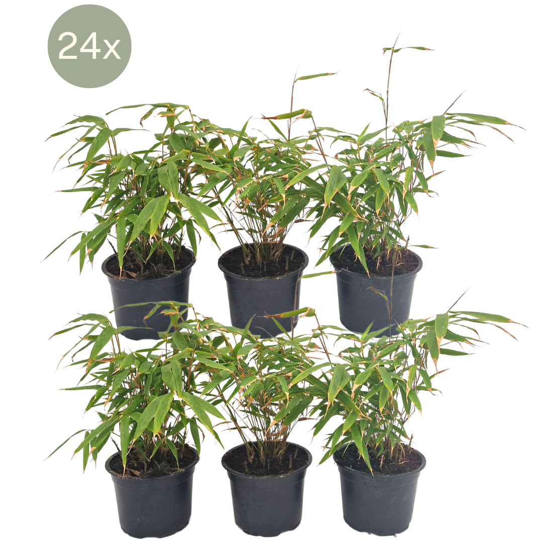 Bambus Fargesia Rufa - 24er Set - Ø13 cm - ↕25 cm