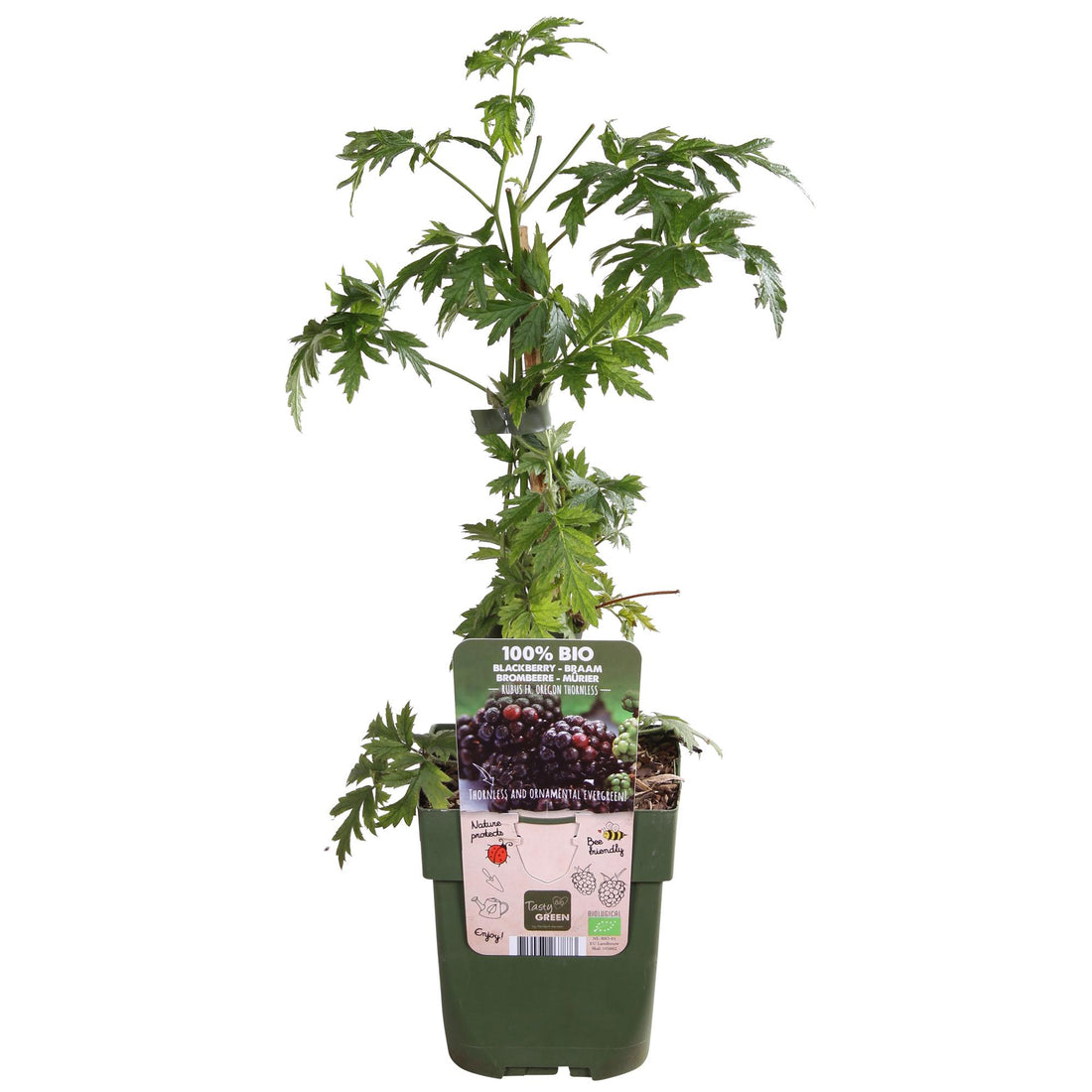 Dornenlose Brombeere - Rubus fruticosus &