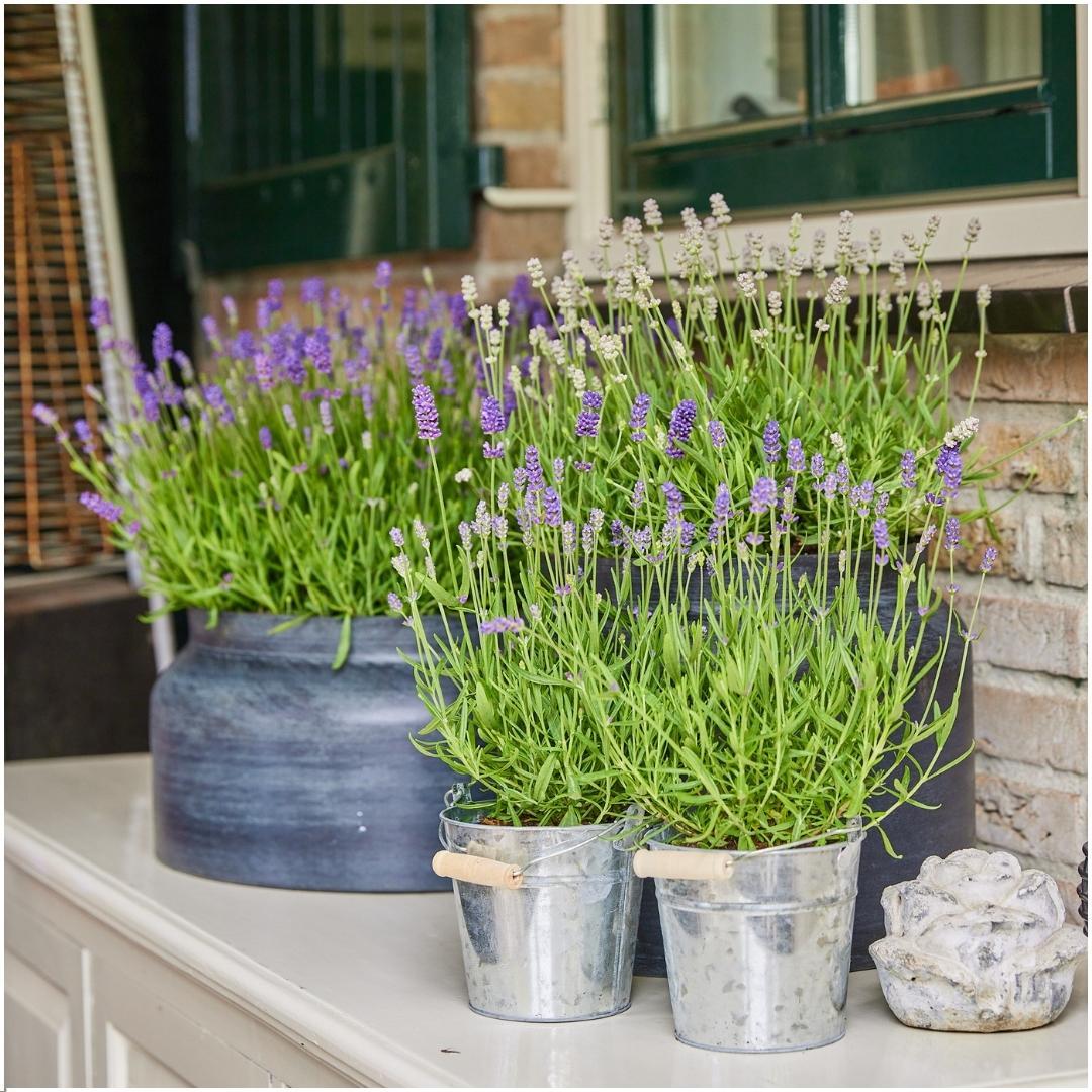 Lavandula angustifolia Felice® im Dekotopf &