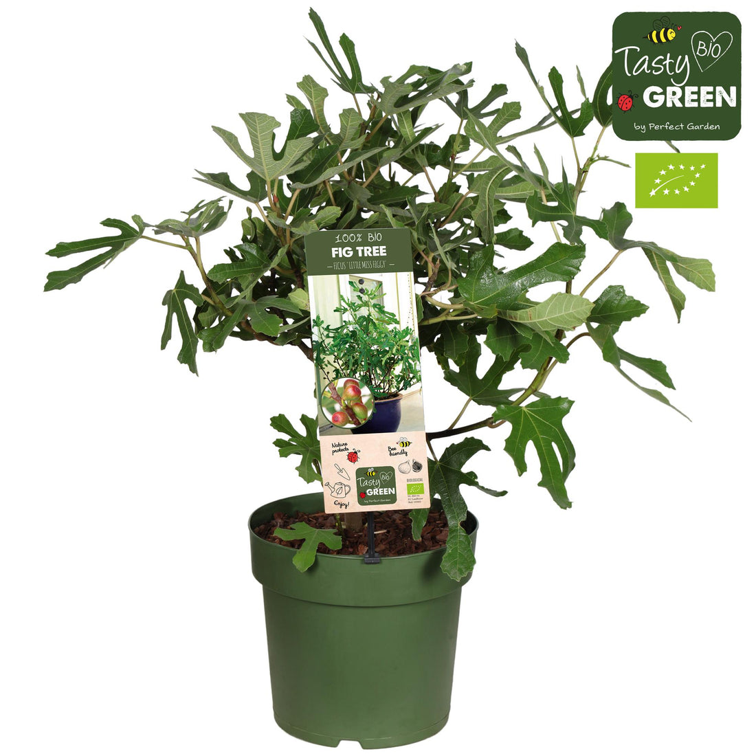 Feige - Ficus Carica &