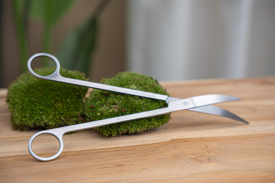 Lange terrarium-schaar - Roestvast staal - ↑ 25 cm