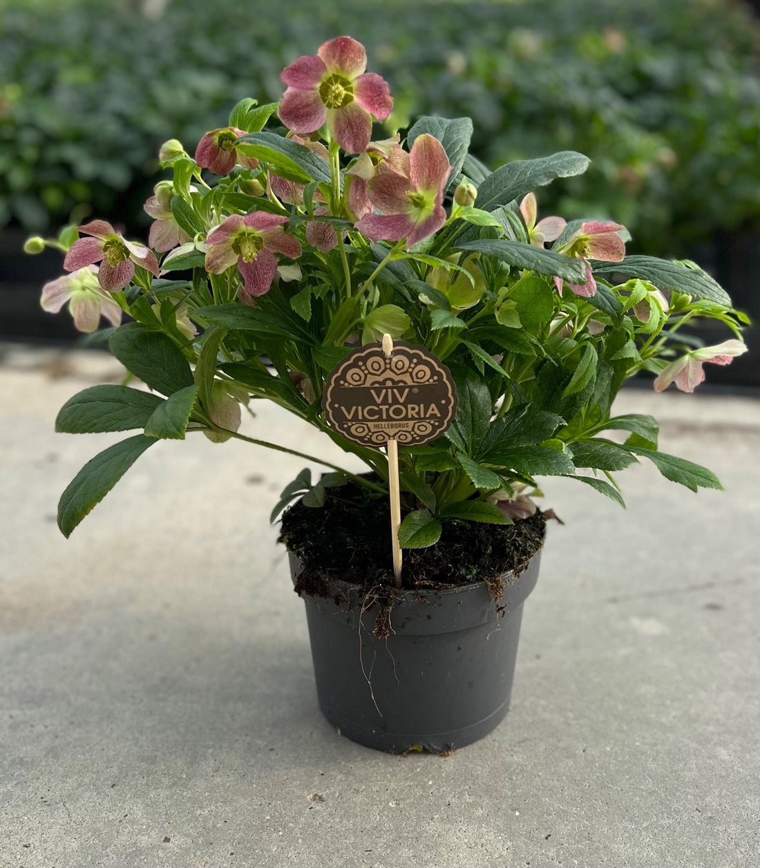 Nieswurz - Helleborus Viv Victoria - Ø17cm - ↕45cm