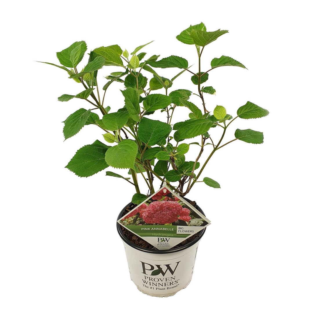 Hydrangea arbo. &