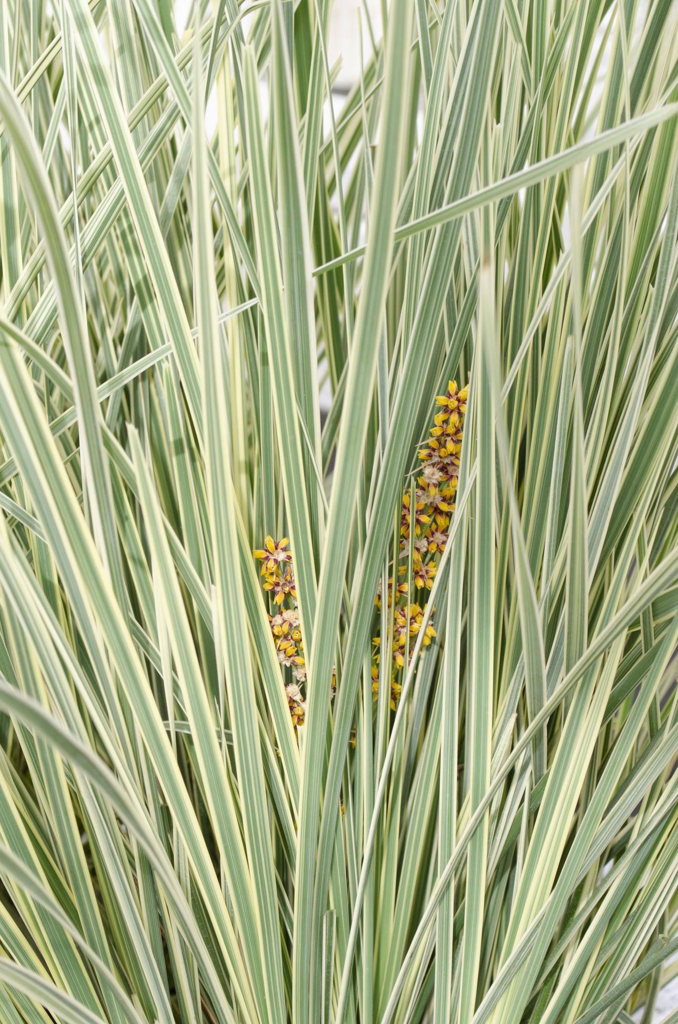 Korbgras - Lomandra longifolia &