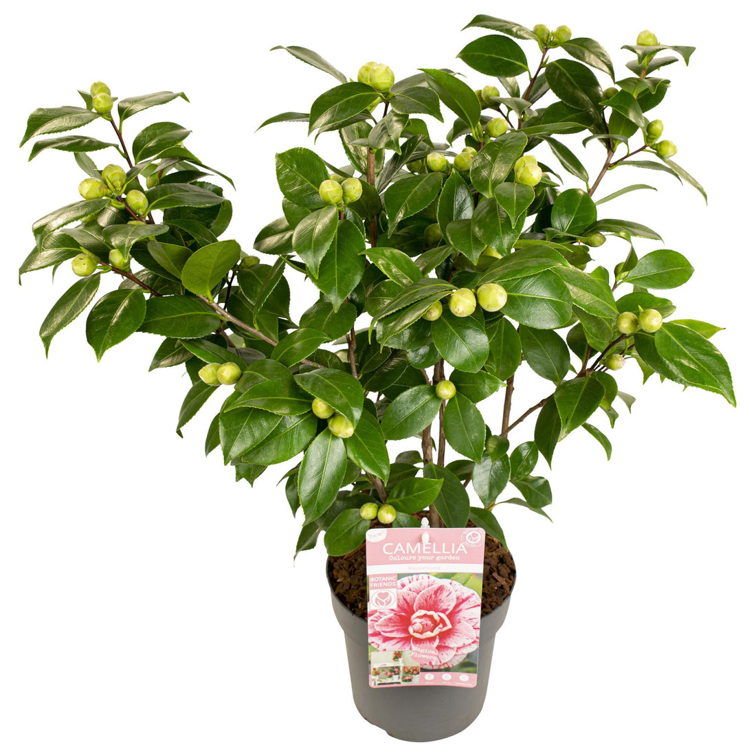Japanische Kamelie - Bonomiana - Ø19 - ↨65cm