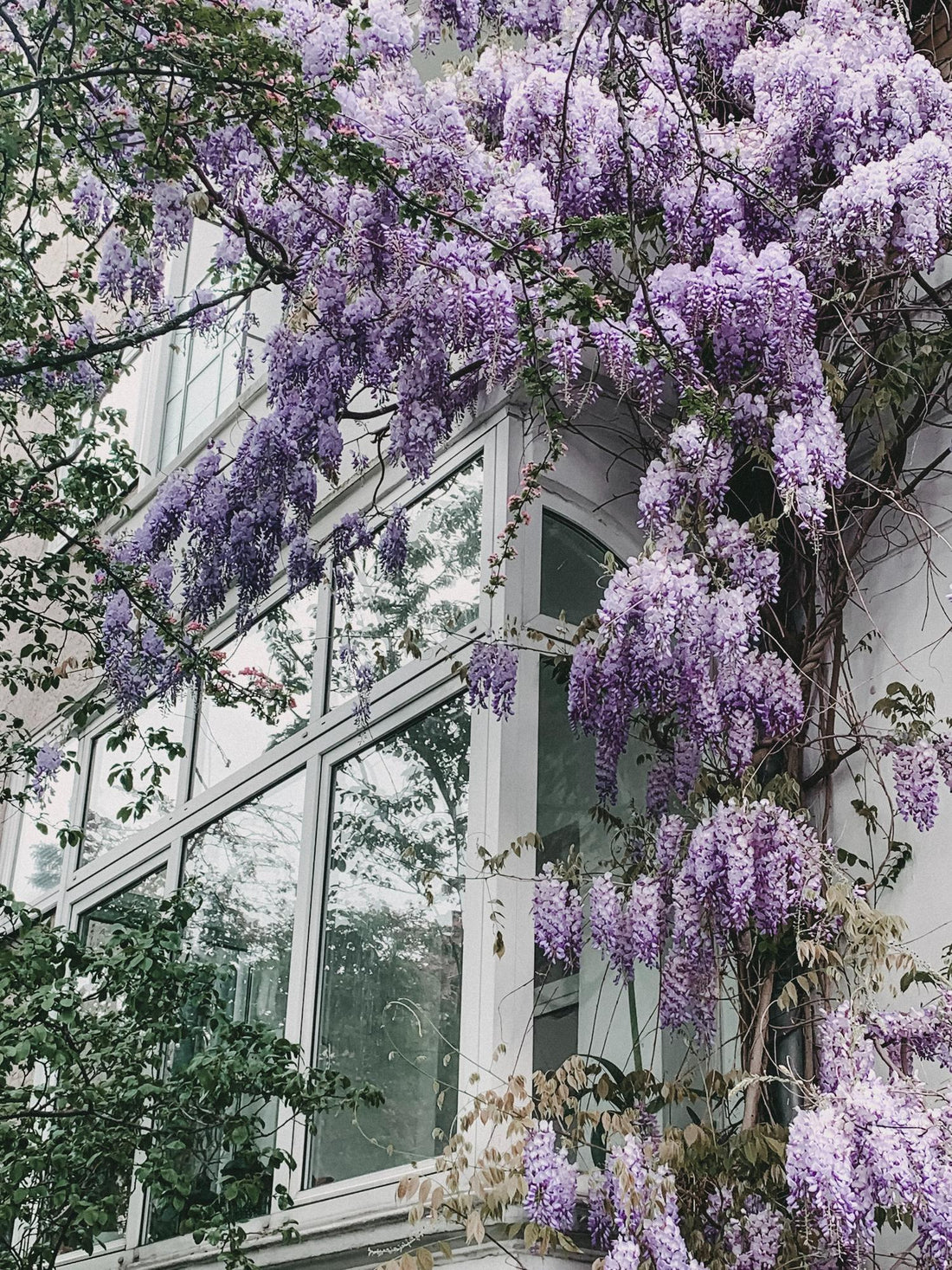 Blauregen - Wisteria floribunda &
