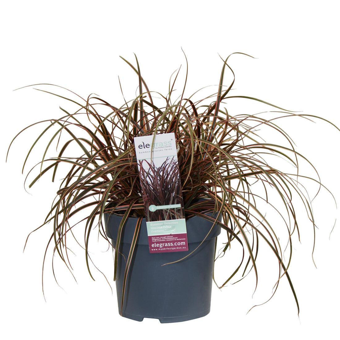 Mahagonigras - Uncinia rubra Everflame - Ø19cm - ↕40cm - Ø14 - ↨30cm