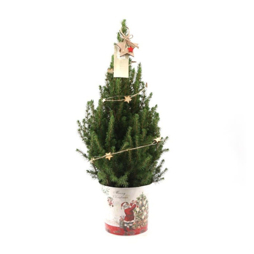 Kleiner Weihnachtsbaum in Weihnachtstopf - 70 cm - Picae Glauca Conica - Sternenbeleuchtung mit Batterien