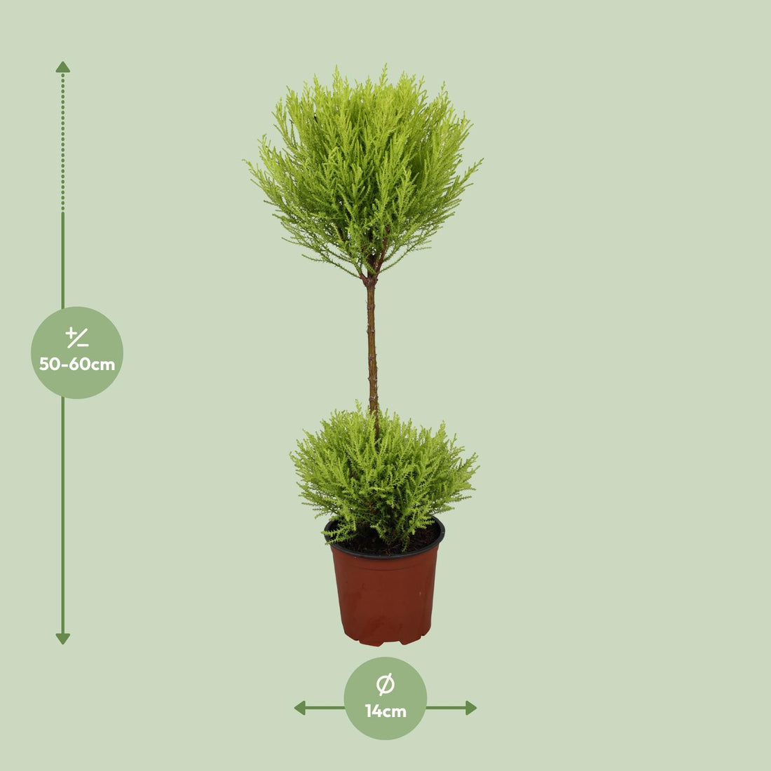 Zypresse - Cupressus Goldcrest Wilma - Ø14cm - ↕60cm