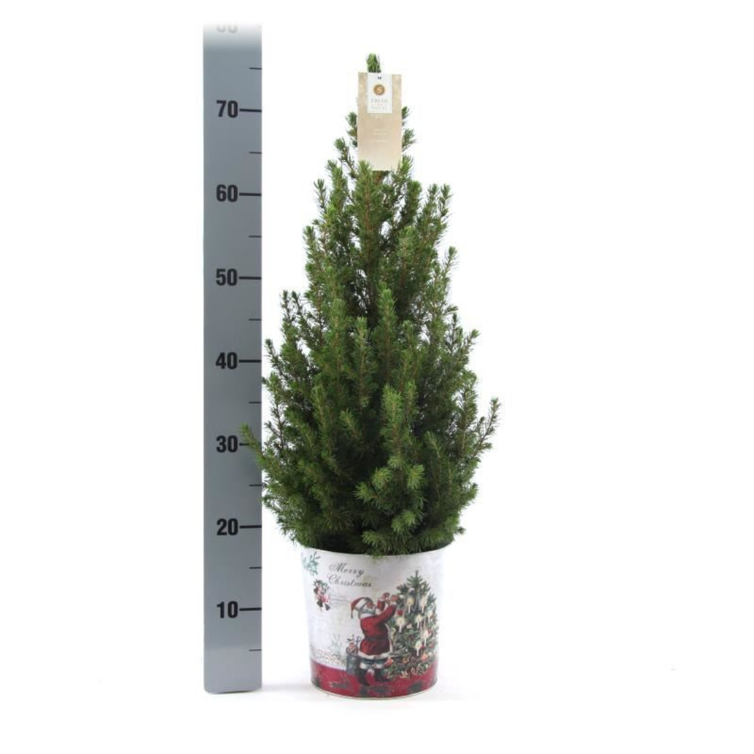 Kleiner Weihnachtsbaum in Weihnachtstopf - 70 cm - Picae Glauca Conica