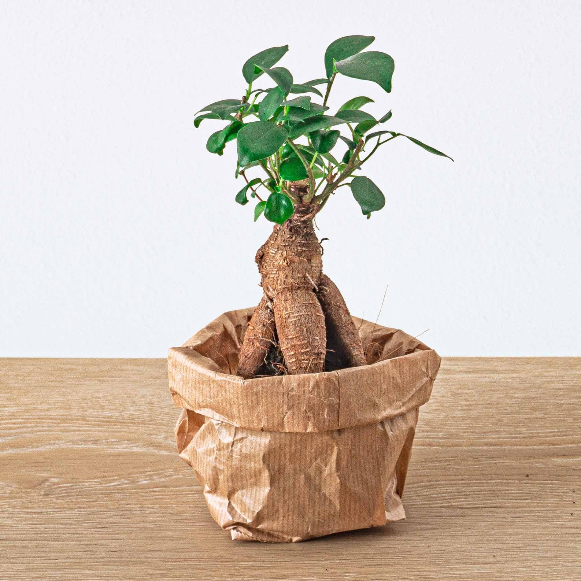 Planten terrarium navulling &amp; Startpakket - Ficus Ginseng bonsai