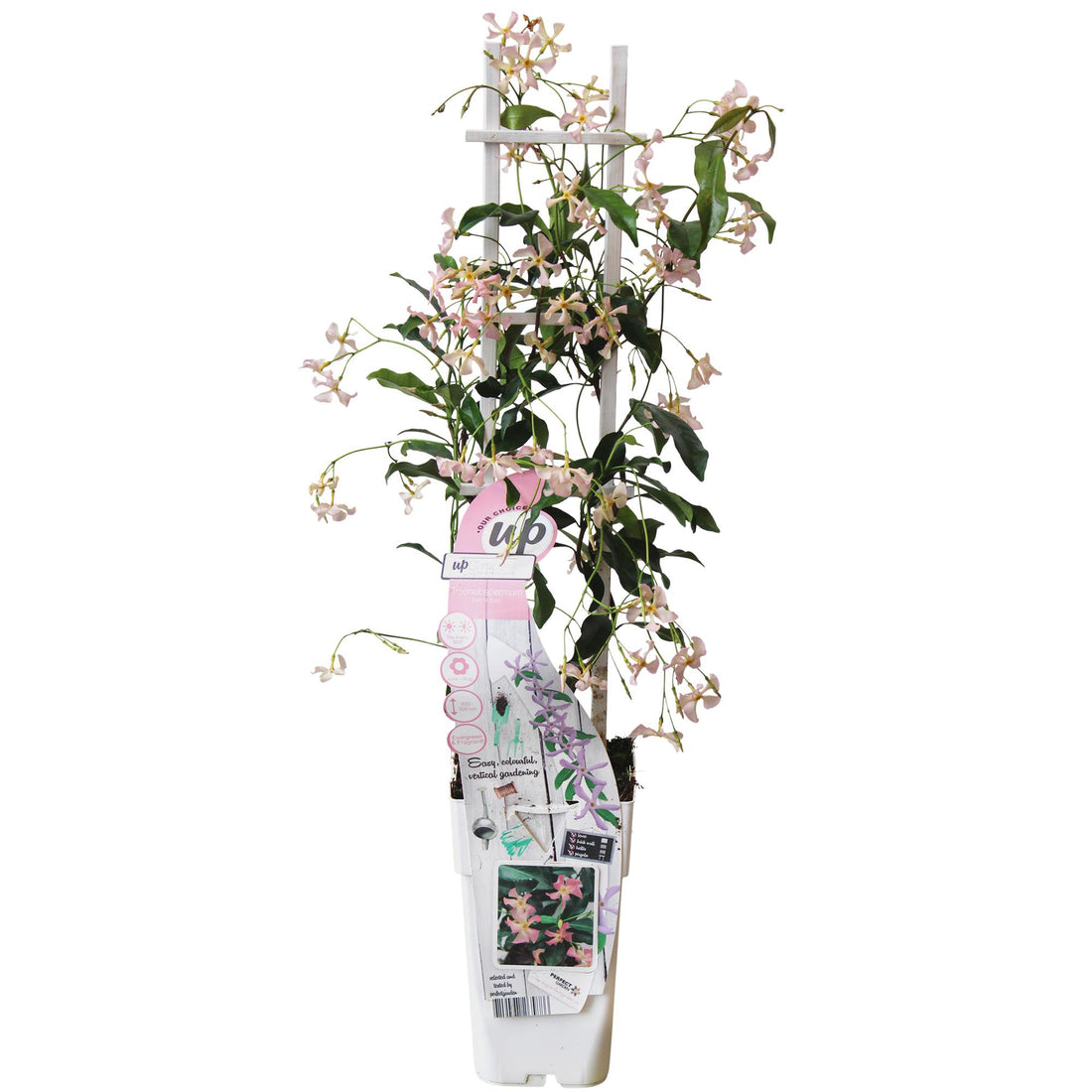 Toskanischer Jasmin Rosa - Trachelospermum &