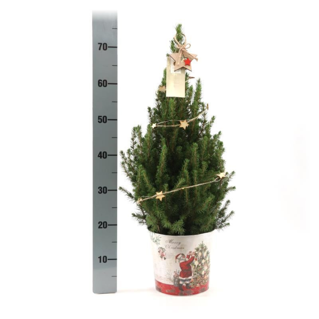 Kleiner Weihnachtsbaum in Weihnachtstopf - 70 cm - Picae Glauca Conica - Sternenbeleuchtung mit Batterien