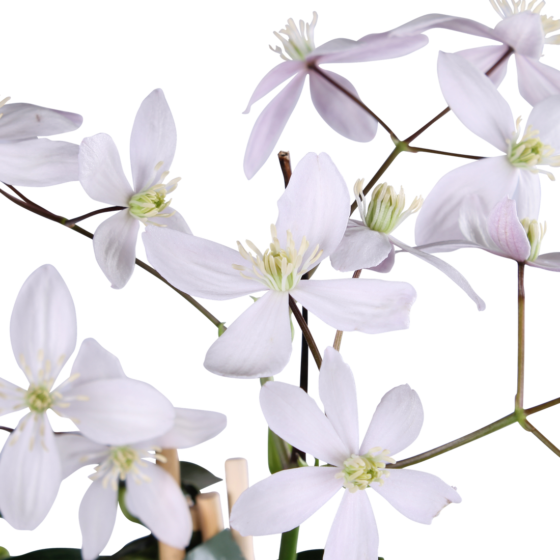 Clematis armandii Apple Blossom - Immergrüne Clematis Hellrosa - Ø15cm - ↕65cm