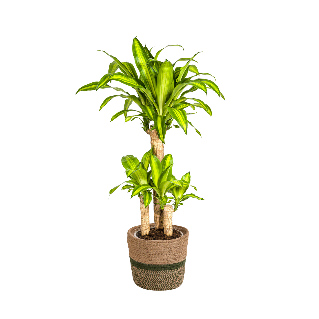 Drachenbaum mit Korb - Dracaena Fragrans Massangeana - Ø21cm - ↕90 - 110cm