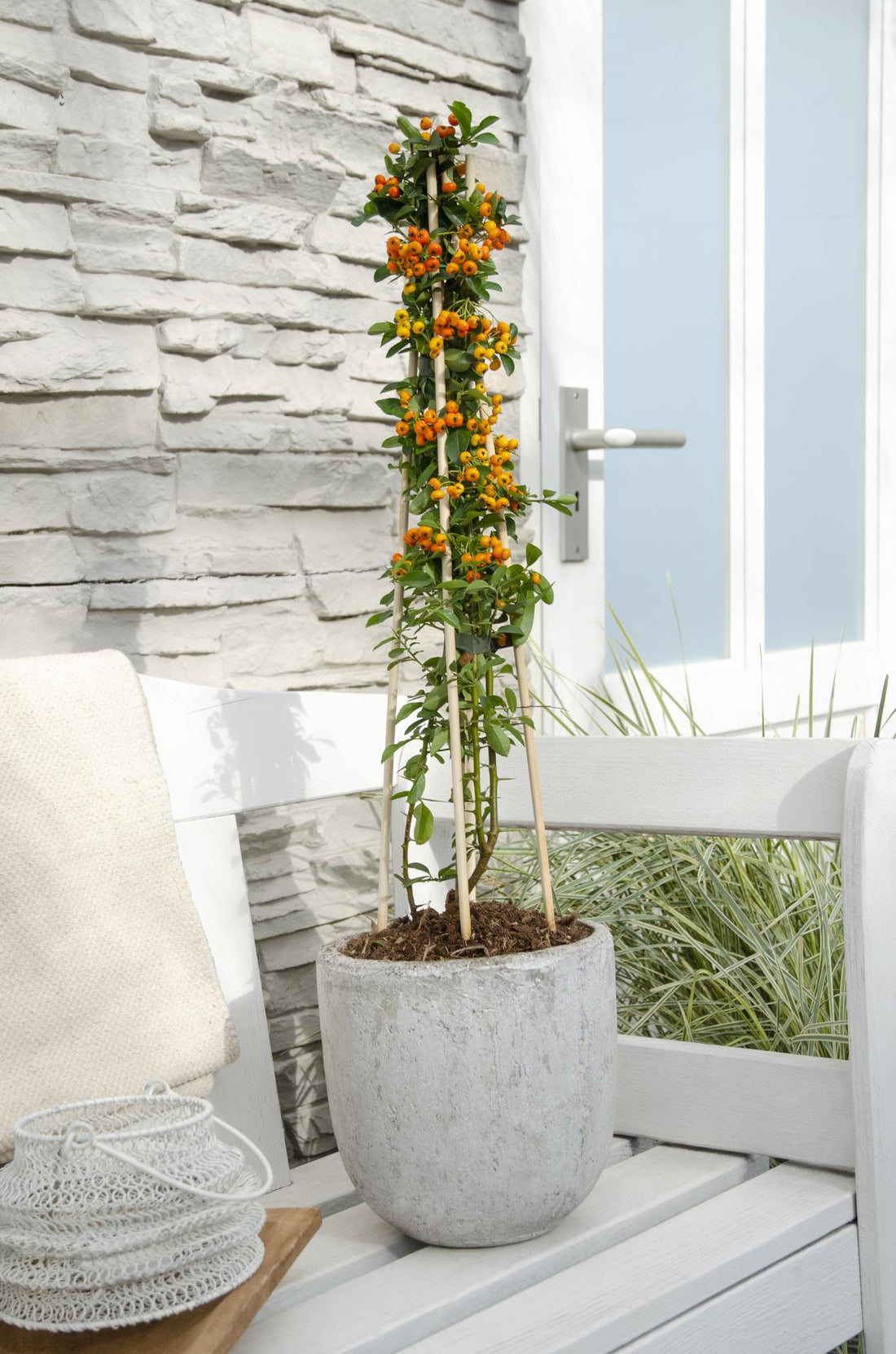 Pyracantha &