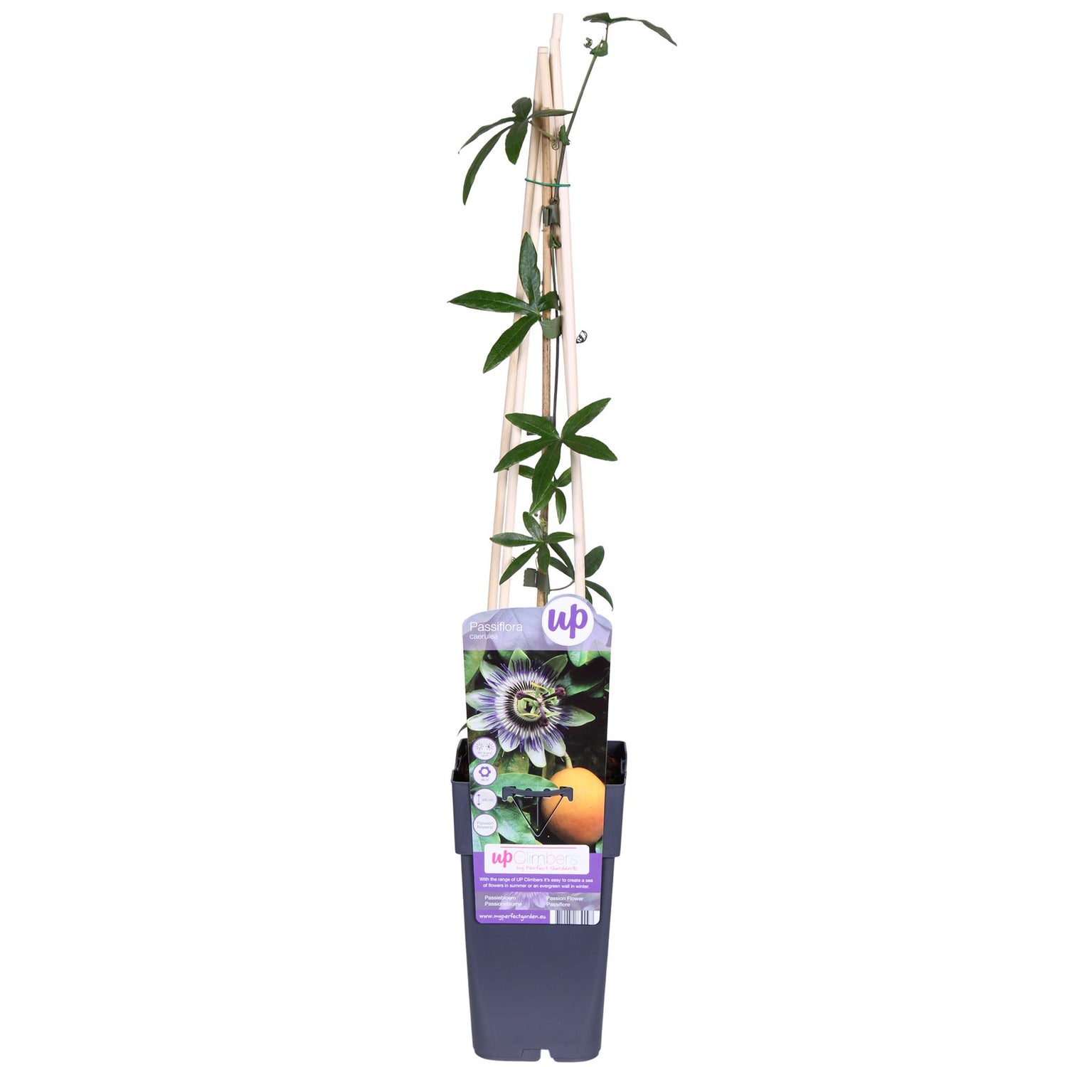 Passionsblume - Passiflora Blau caerulea - Ø15cm - ↕65cm
