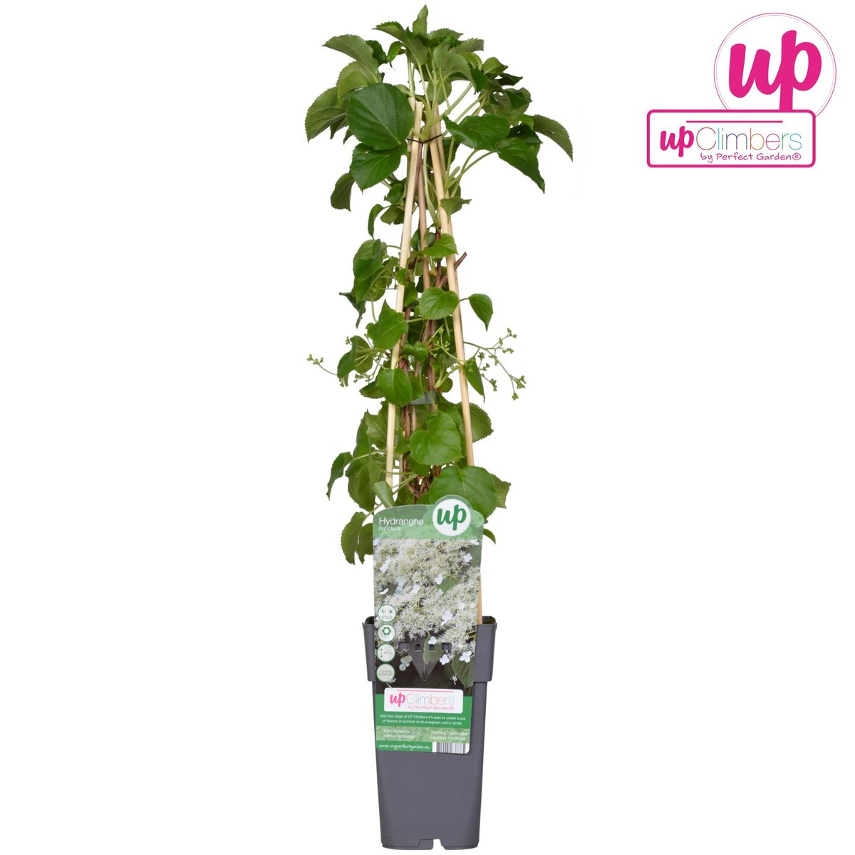 Kletterhortensie - Hydrangea petiolaris - Ø15cm - ↕65cm