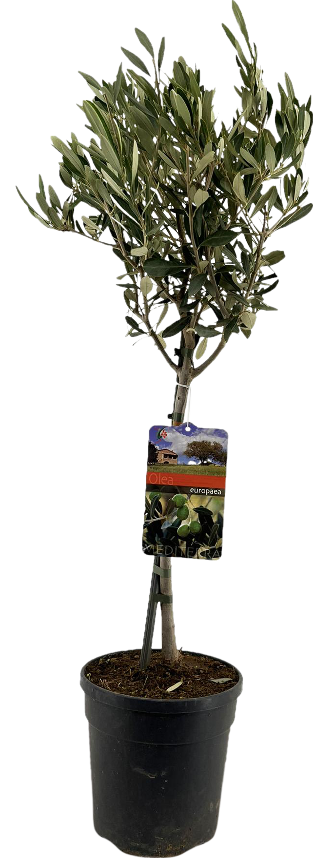 Olivenstämmchen - Ø19cm - ↕90cm
