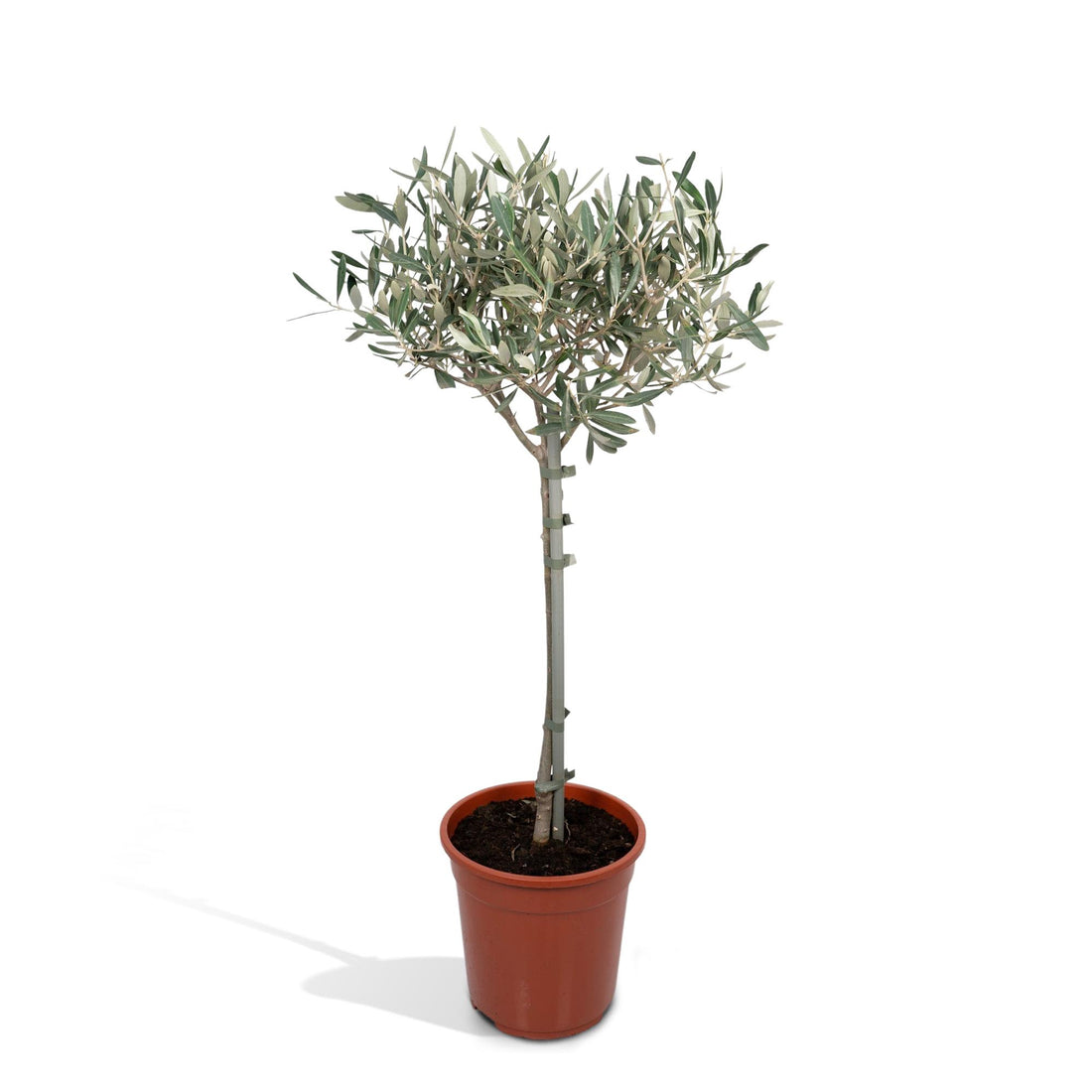 Olive Stämmchen - Ø19cm - ↕90cm