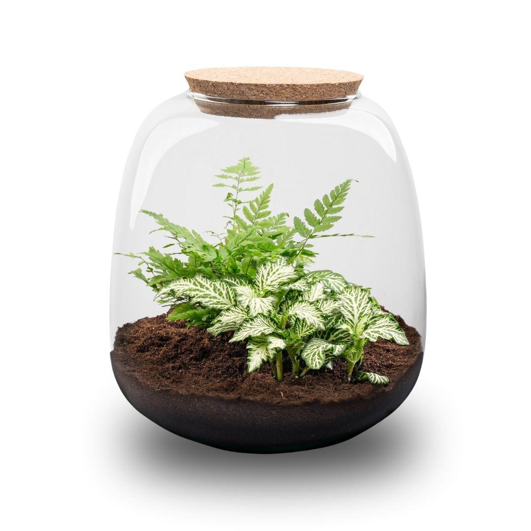 Flaschengarten - Emma Mini - DIY kit - ↑ 20 cm - Ø 19 cm - Fittonia White Tiger