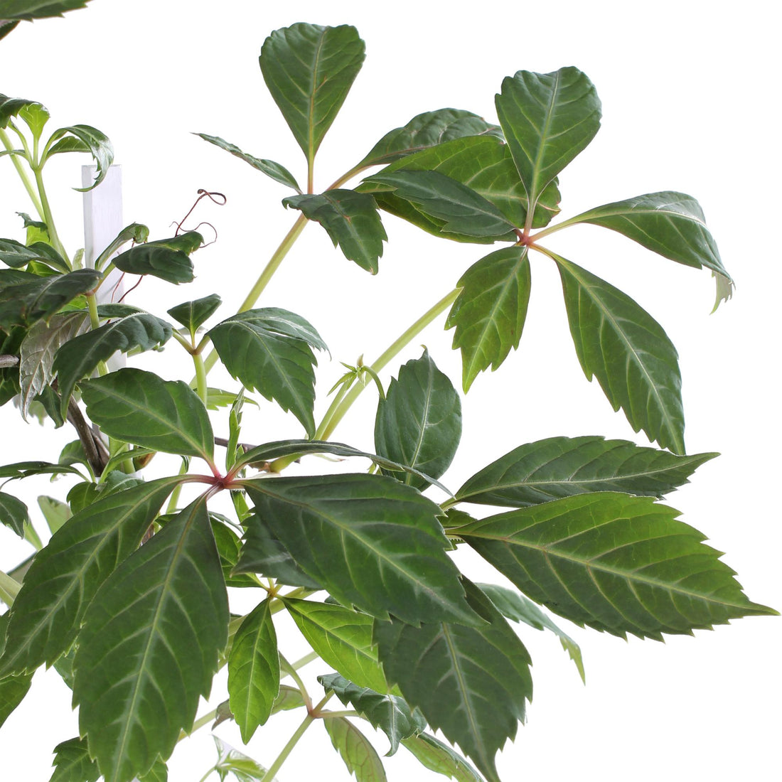 Jungfernrebe - Parthenocissus henryana - Ø15cm - ↕65cm