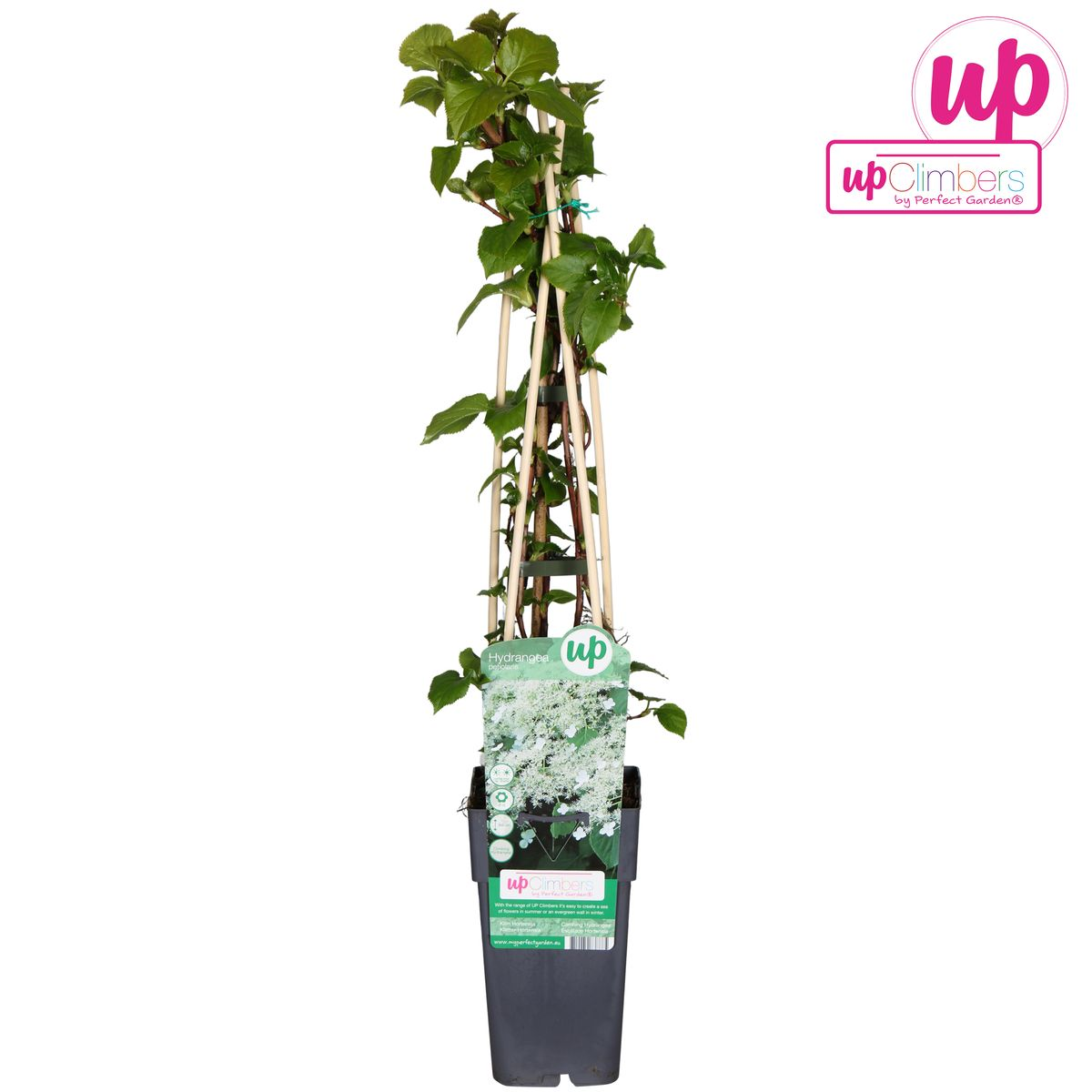 Kletterhortensie - Hydrangea petiolaris - Ø15cm - ↕65cm