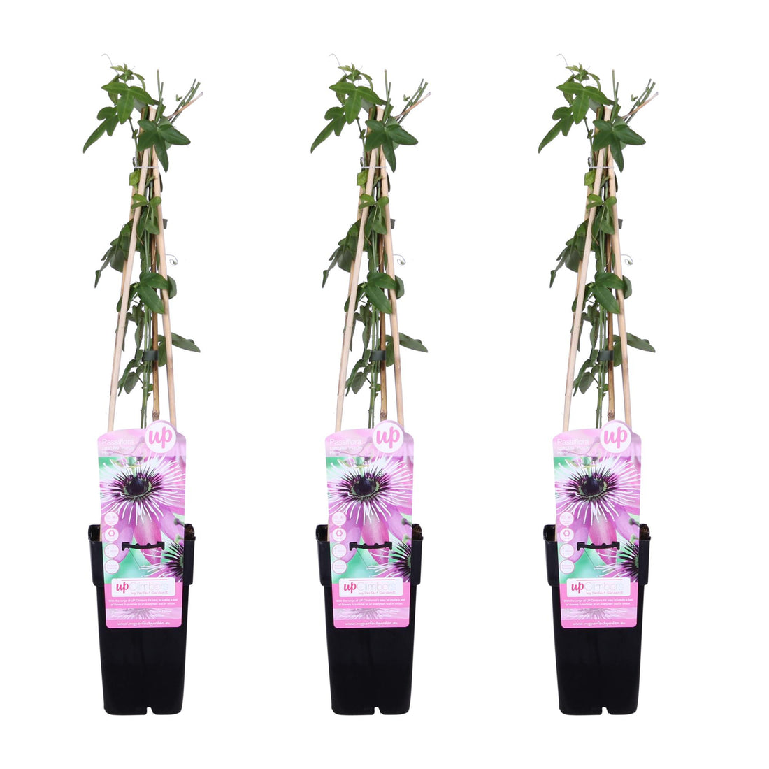 Passionsblume &