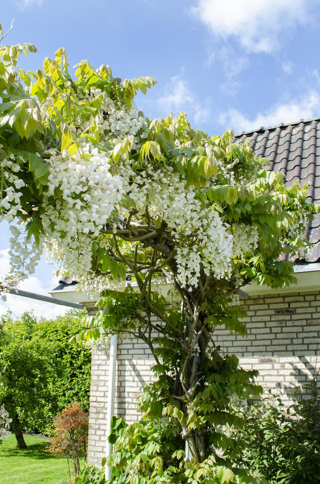 Blauregen - Wisteria floribunda &